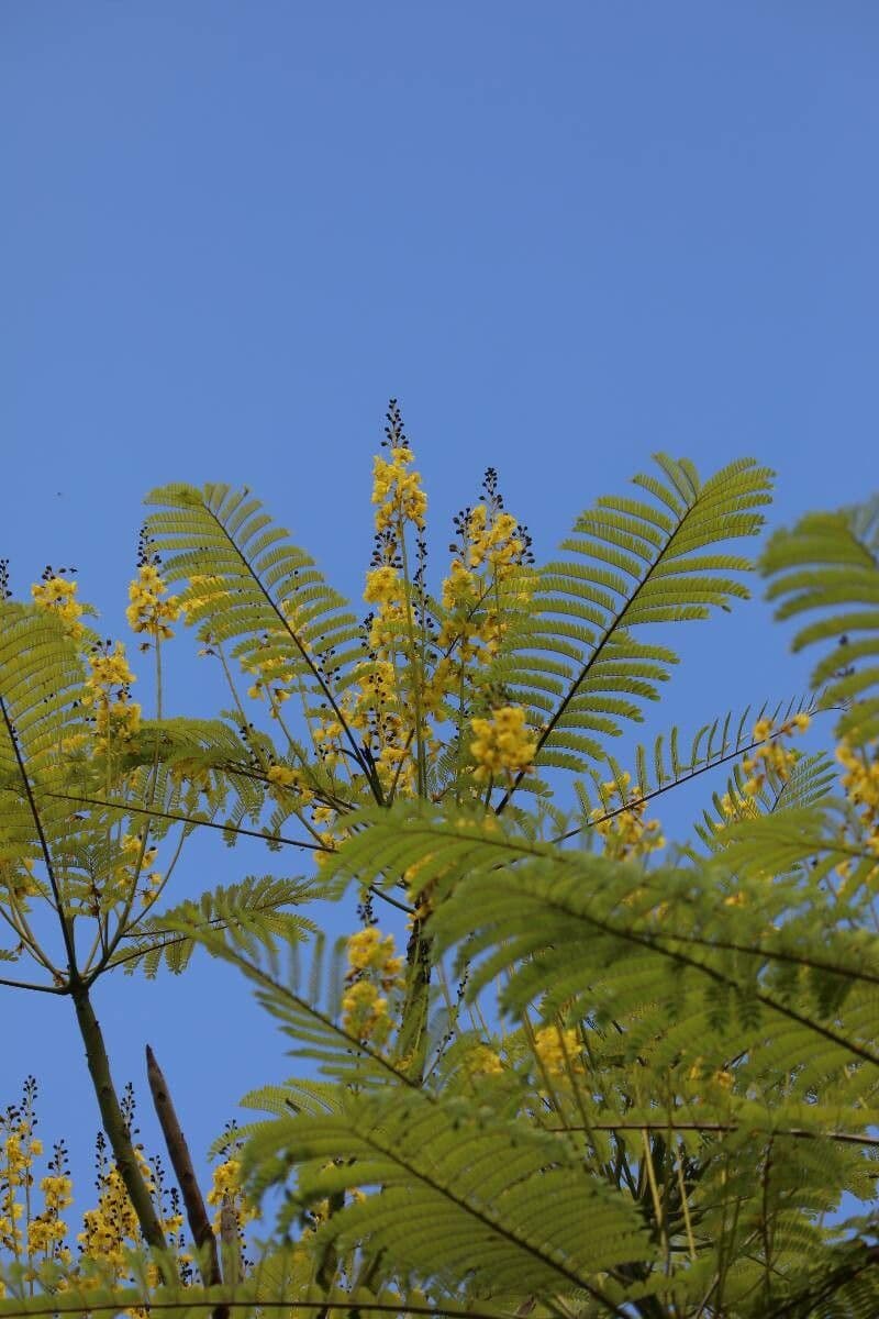 Schizolobium parahyba 6