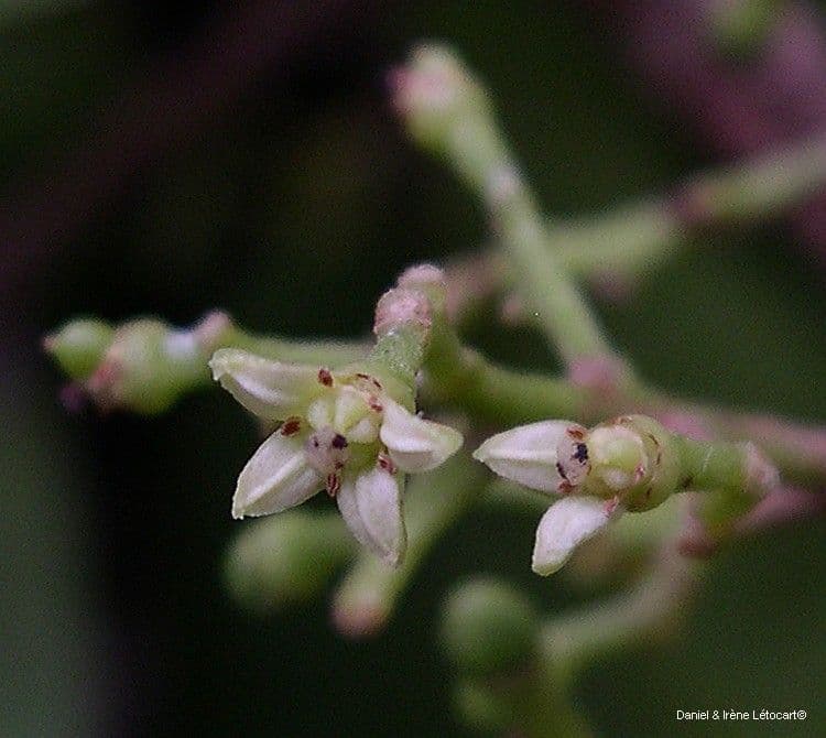 Geijera 5