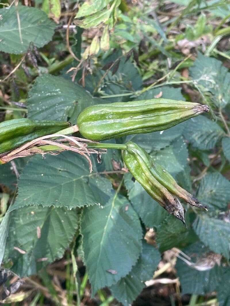 Sumpf-Schwertlilie 3