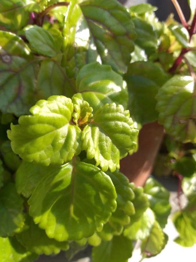 Plectranthus Parviflorus 13
