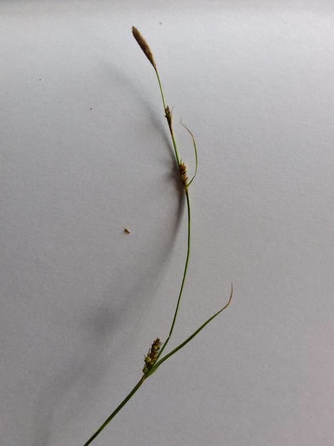 Turzyca Hosta 6