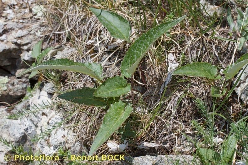 Saussurea discolor 23