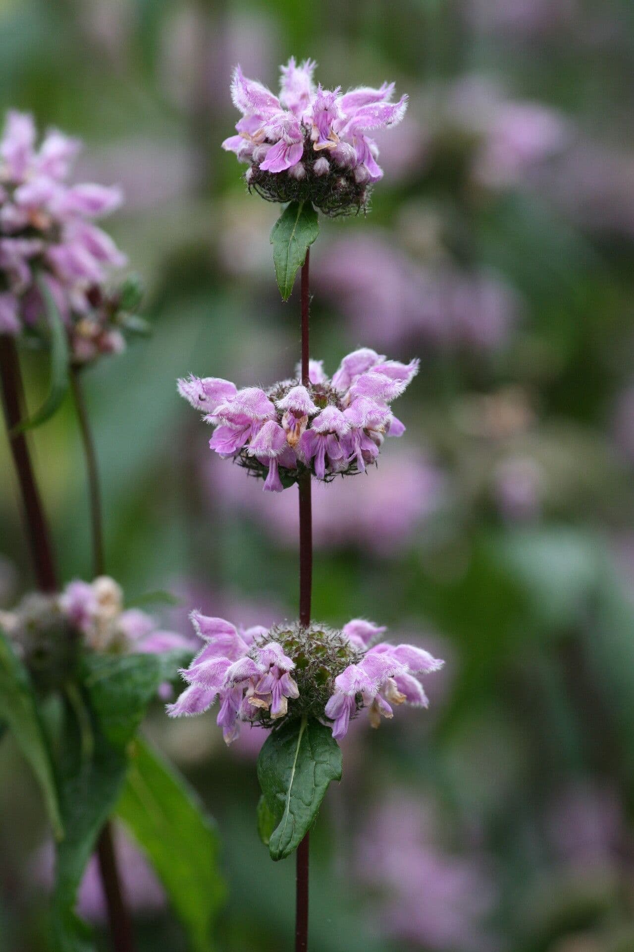 Phlomoides tuberosa 3