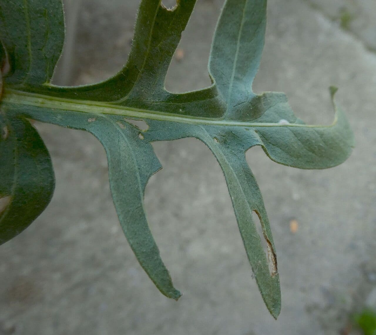 Centaurea vedovina 16