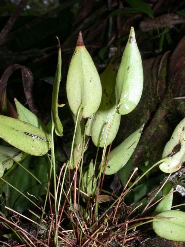 Pleurothallis 9