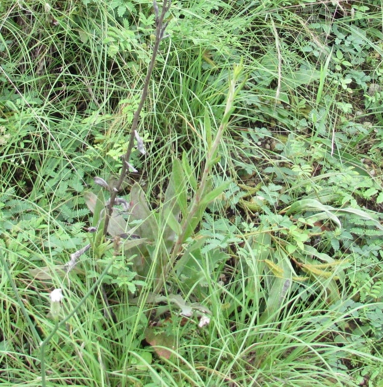 Langblättrige Wildbuchweize 3
