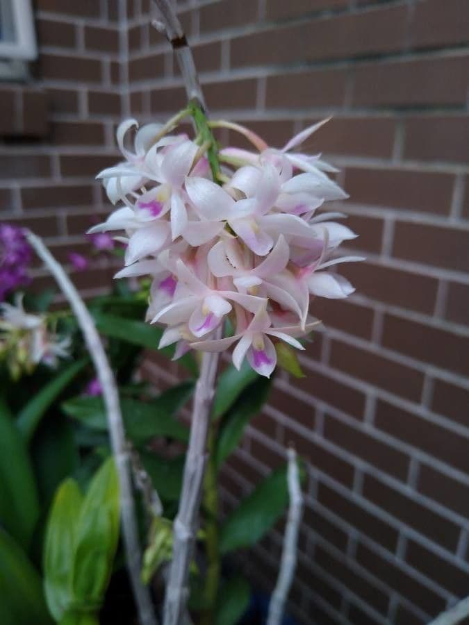 Dendrobium