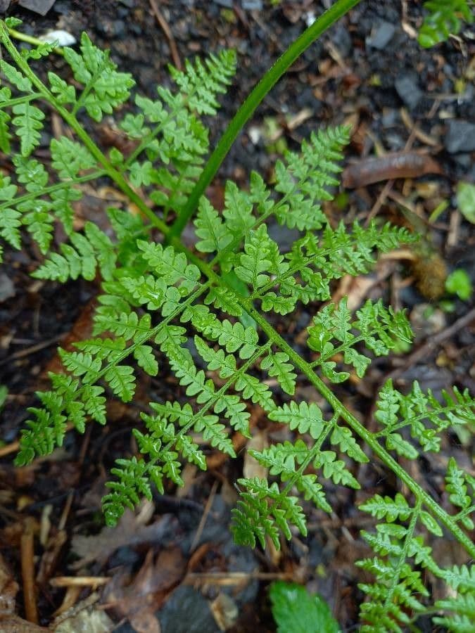 Cystopteris 6