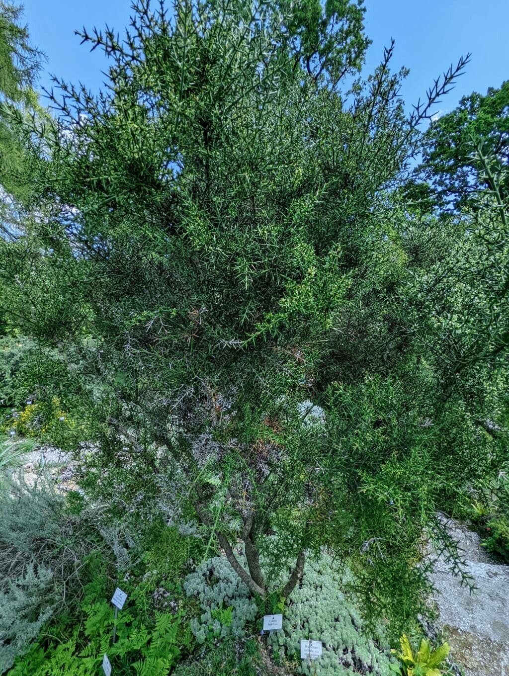 Colletia 7