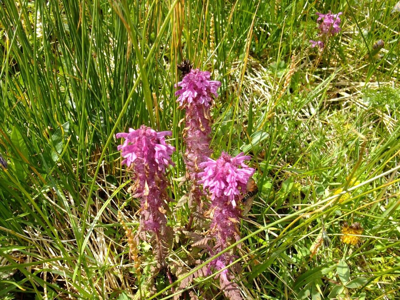 Pedicolare verticillata 11