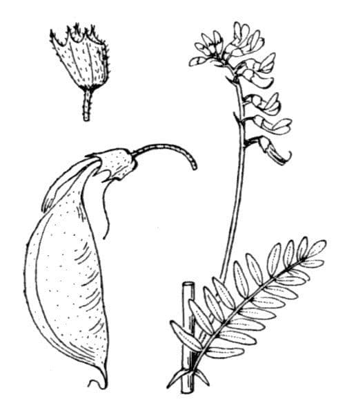 Astragalus penduliflorus 25
