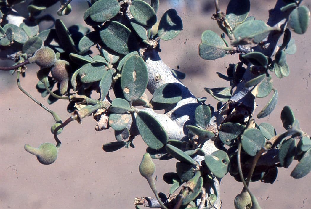 Dickblättrige Maerua 29