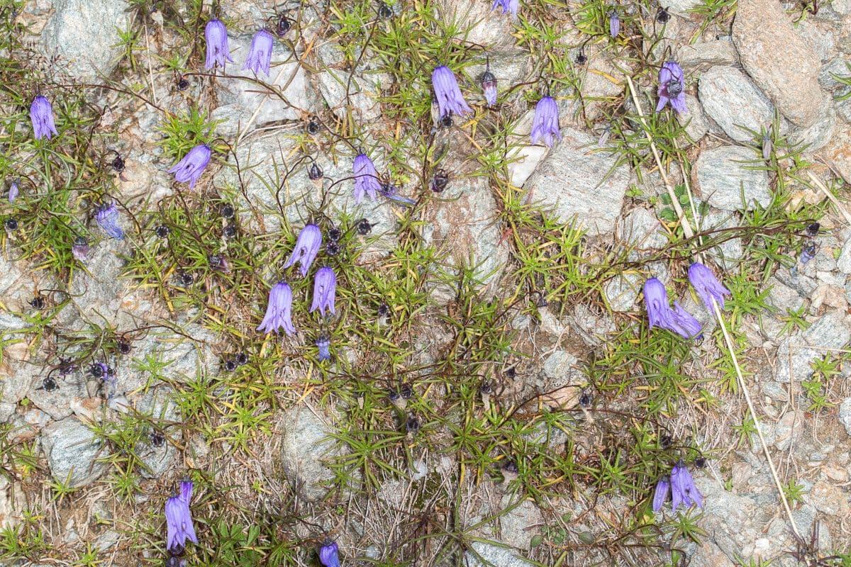 Campanula intaccata 6