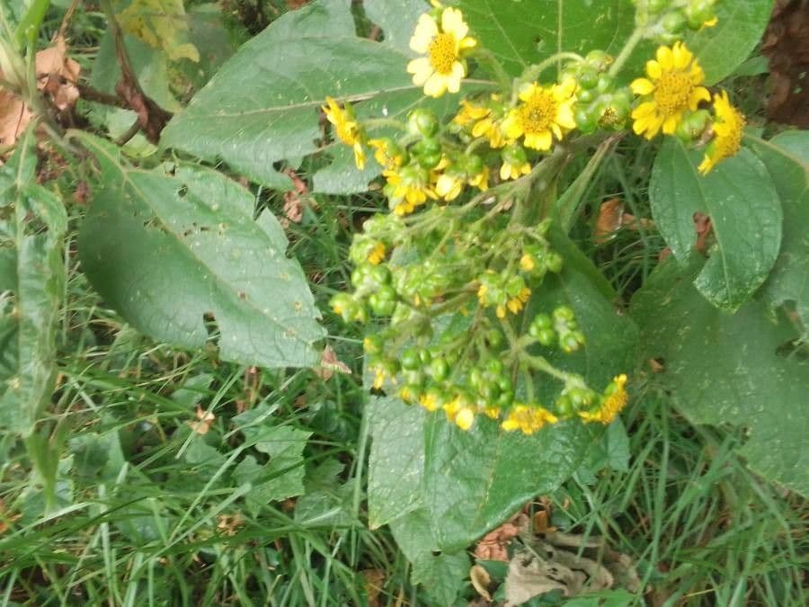 Smallanthus