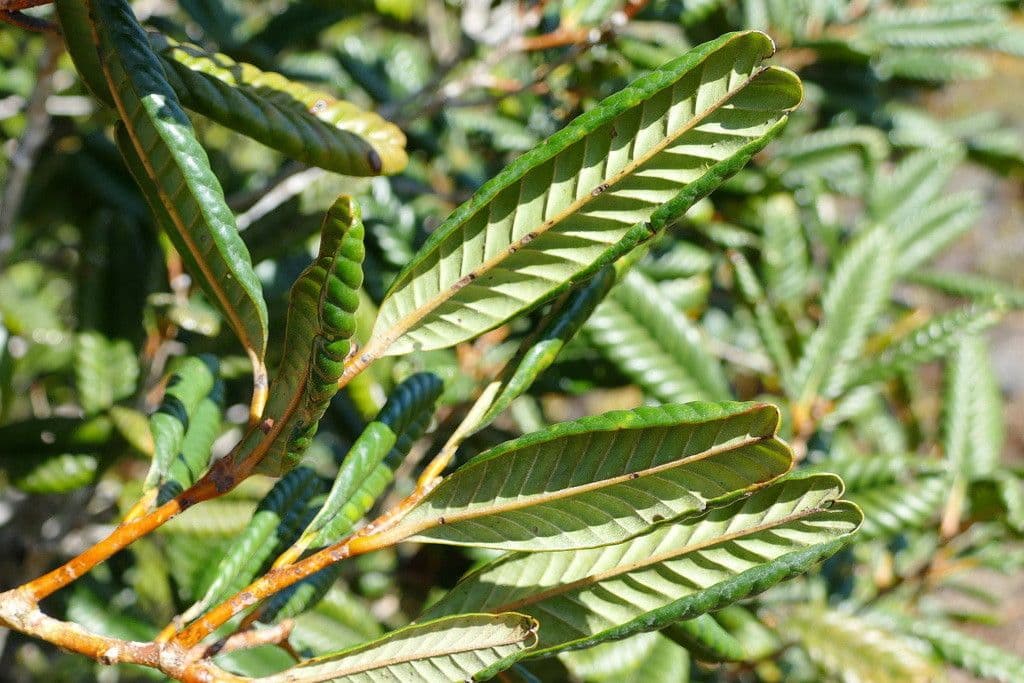 Nothofagus 2