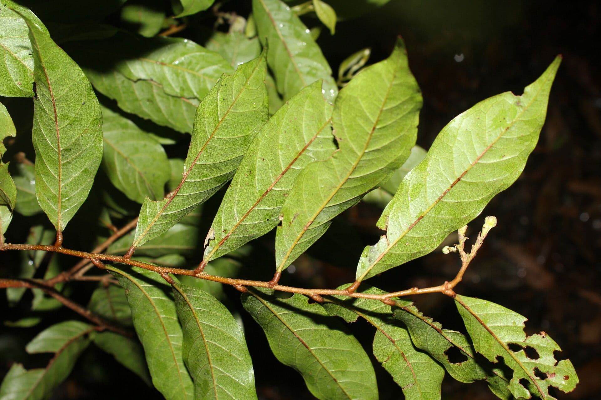 Hirtella triandra 16