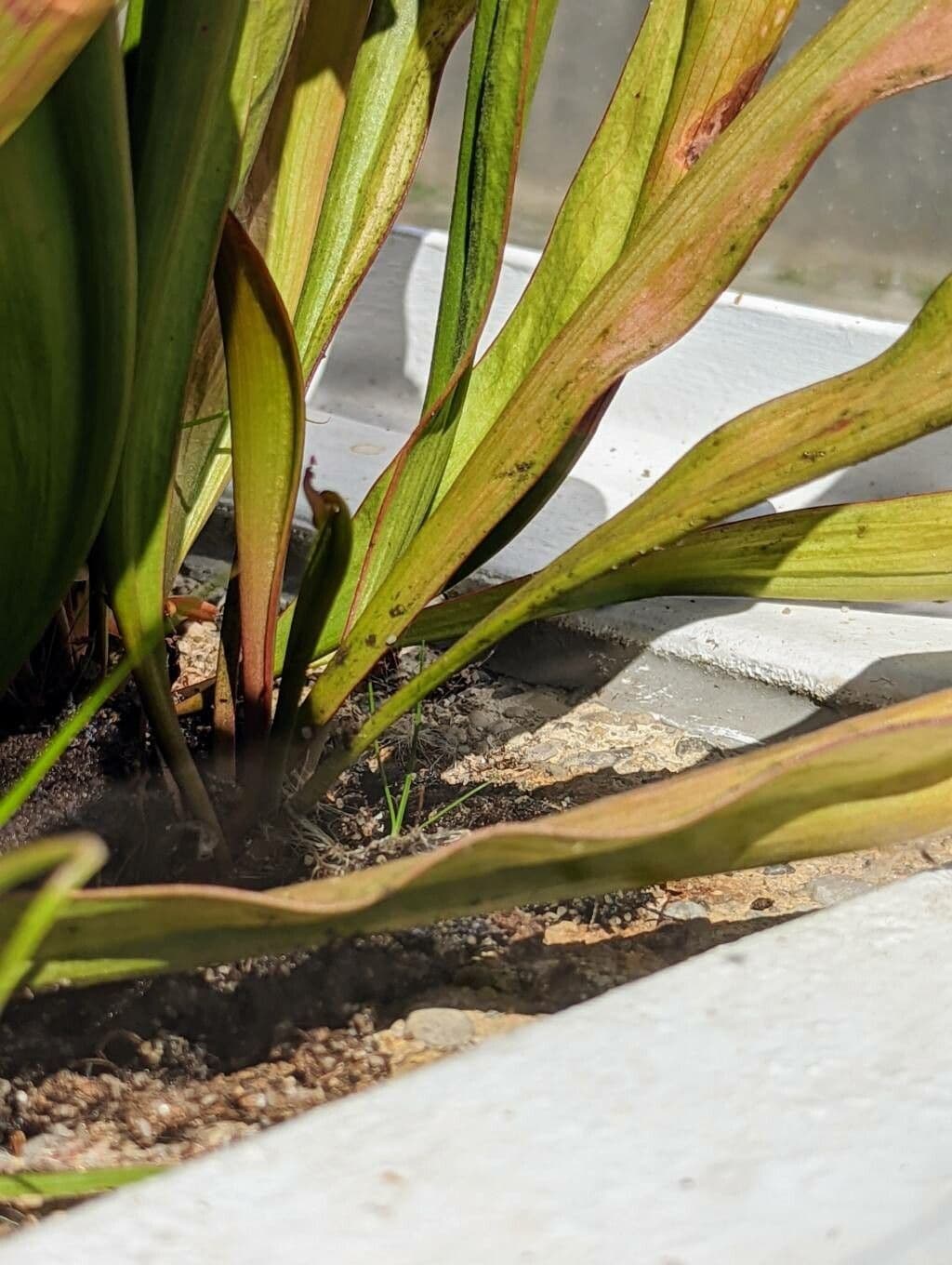 Sarracenia minore 17