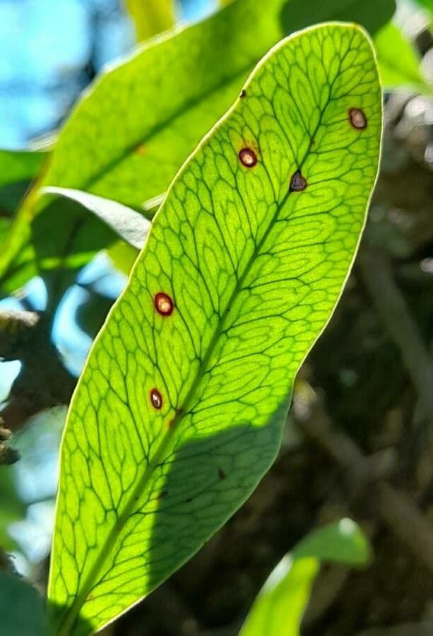 Mikrogramma 7