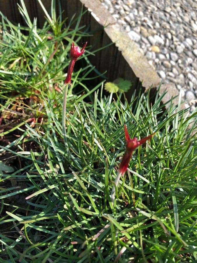 Armeria ruscinonensis 12