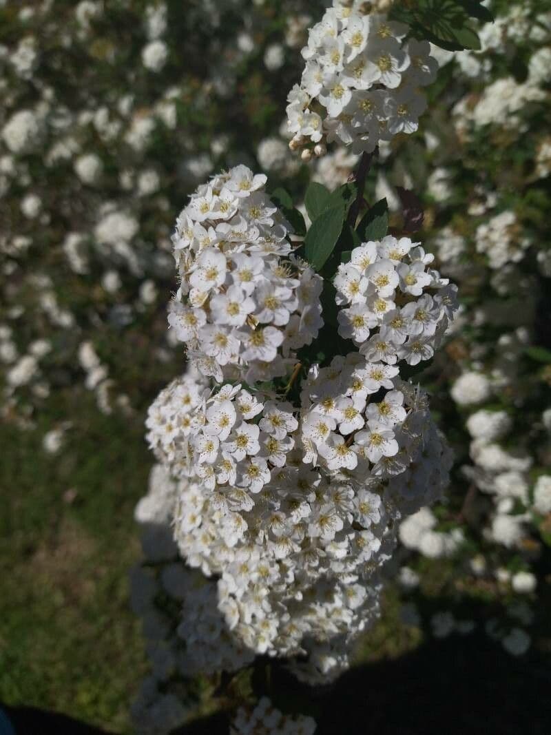 Prunenkätzchen 6
