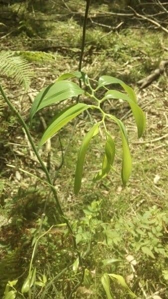 Geitonoplesium cymosum