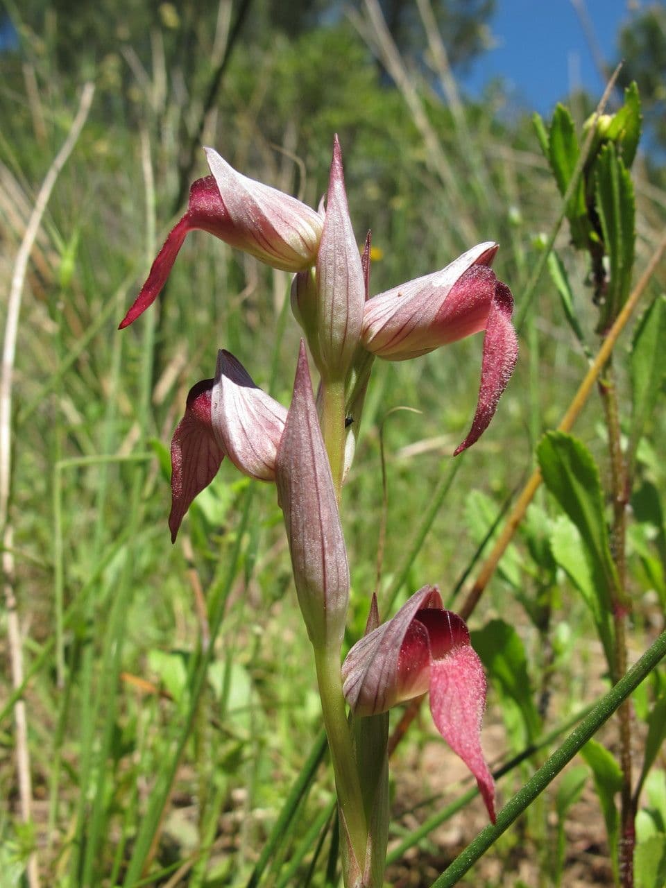 Serapias olbia 7