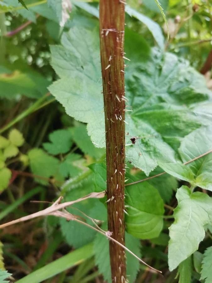 Astilboides 16