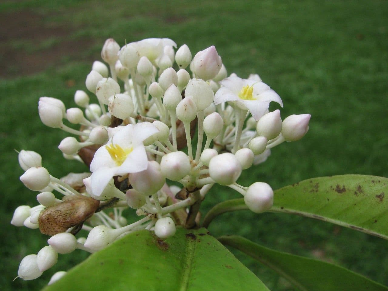 Ardisia 7