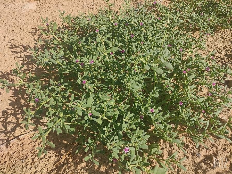 Portulaca occidentale 13