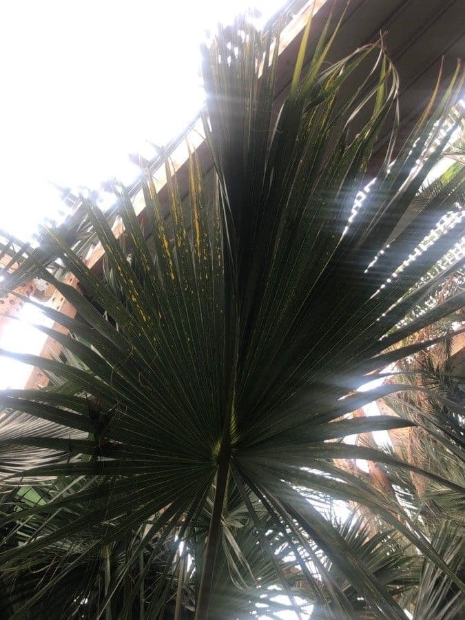Palm competitive 3