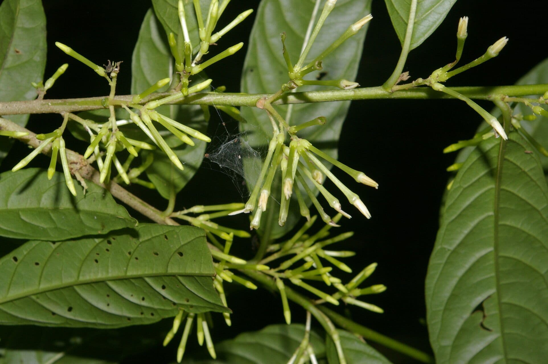 Cestrum 6