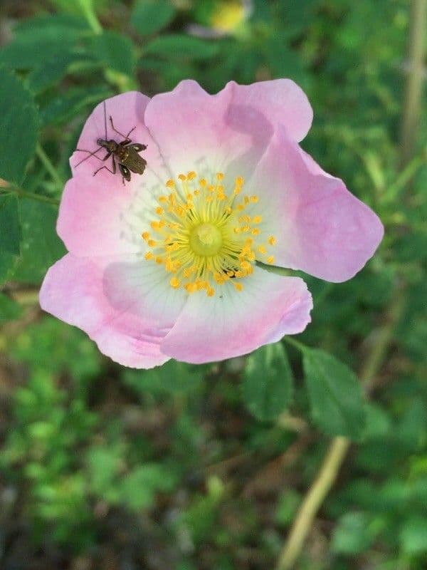 Rosa selvatica comune 7