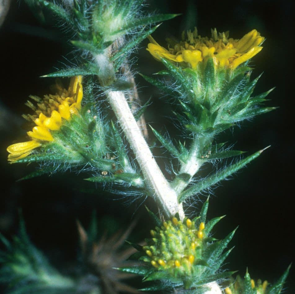 Centromadia parryi
