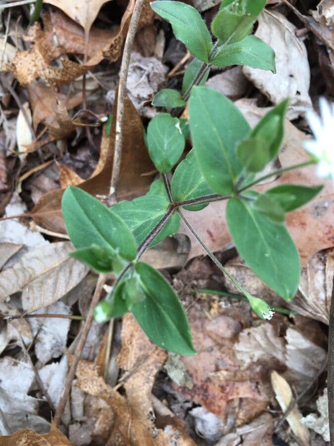 Stellaria pubescente 15