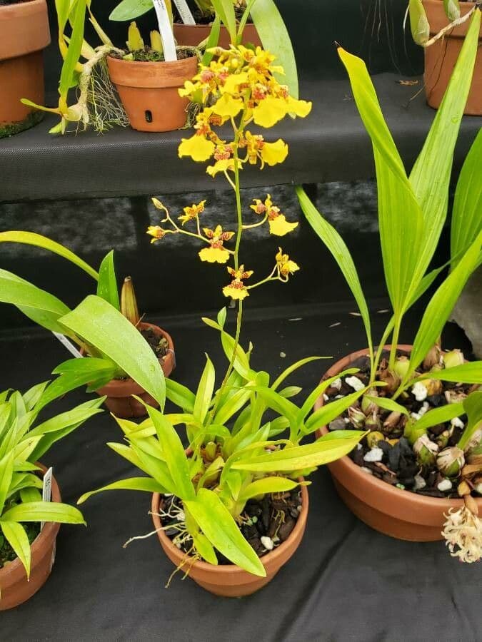 Oncidium ptasiodziobe 6