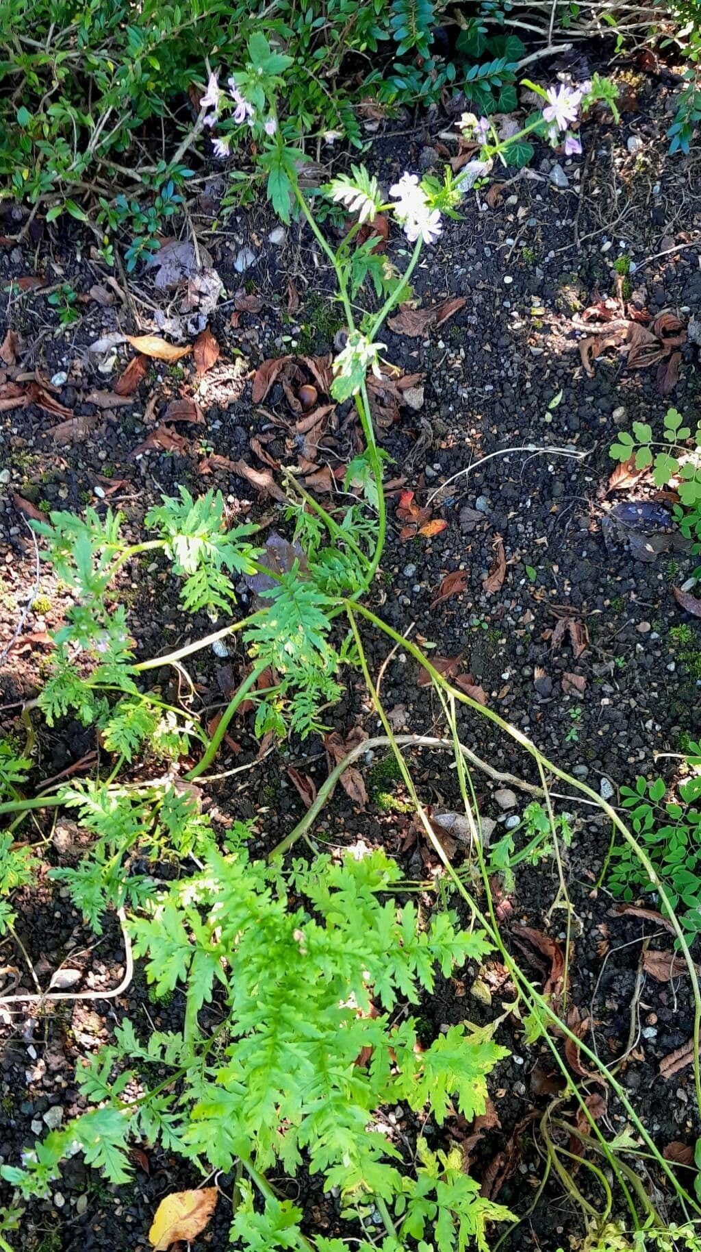 Schizanthus pinnatus 9
