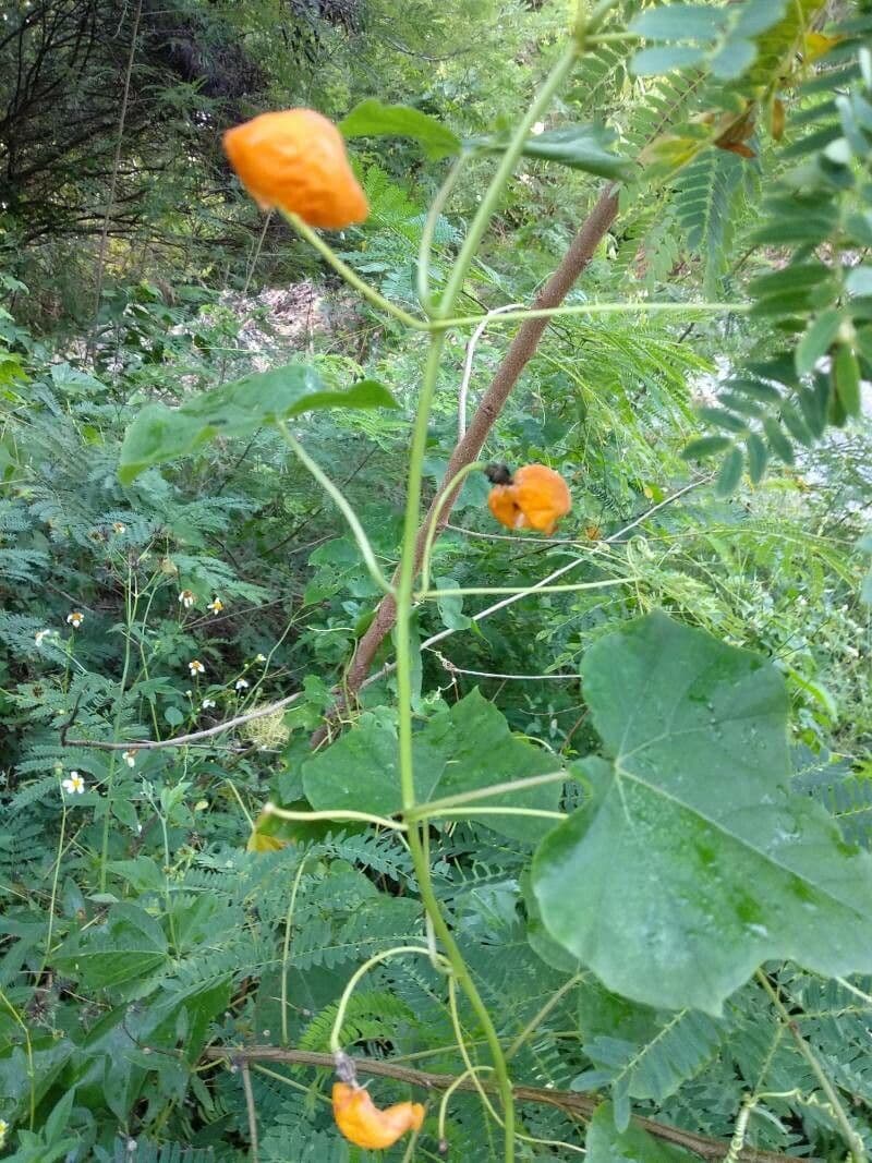 Passiflora fetida 30