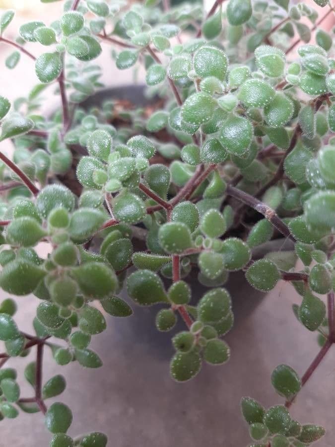 Crassula expansa 13