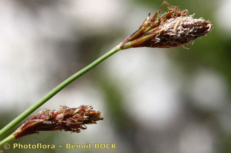 Carex mucronata 2