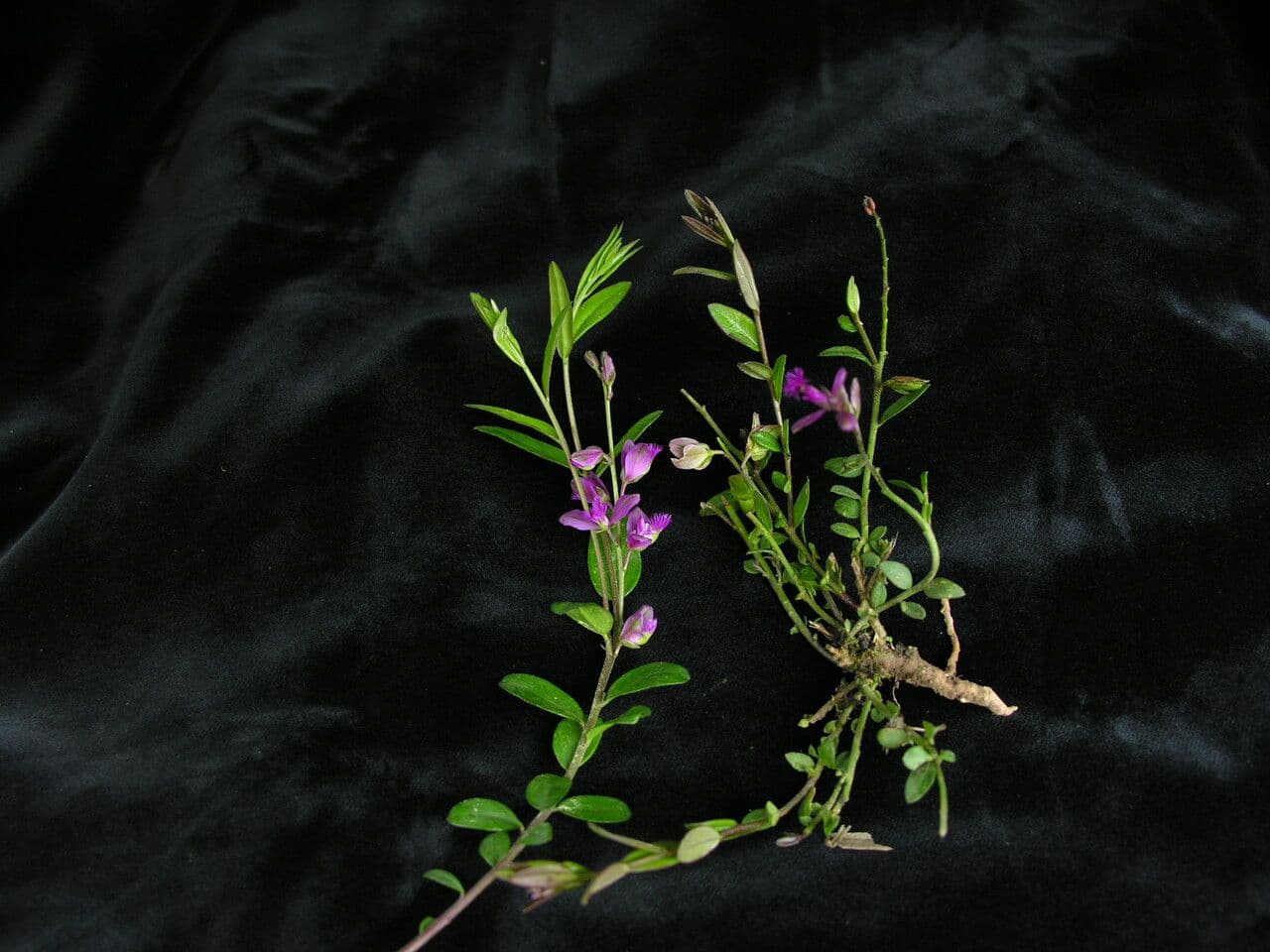 Poligala siberiana 2