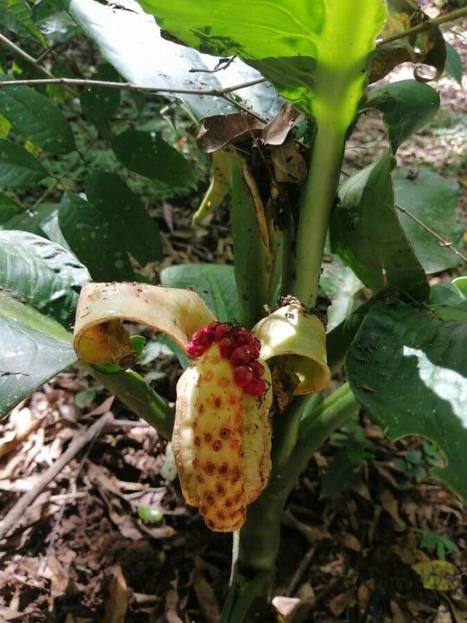 Dieffenbachia 4