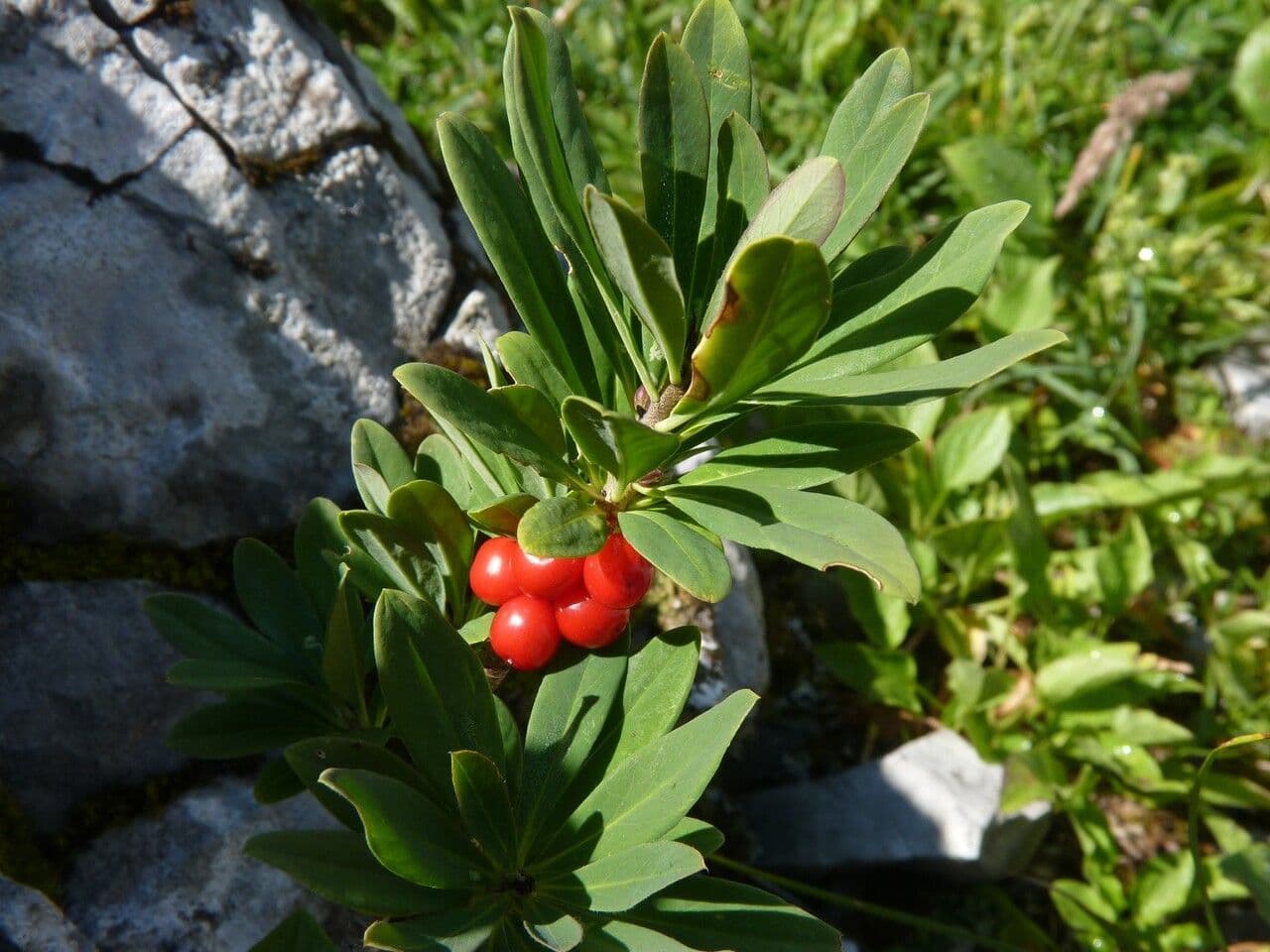 Fior di stecco 5