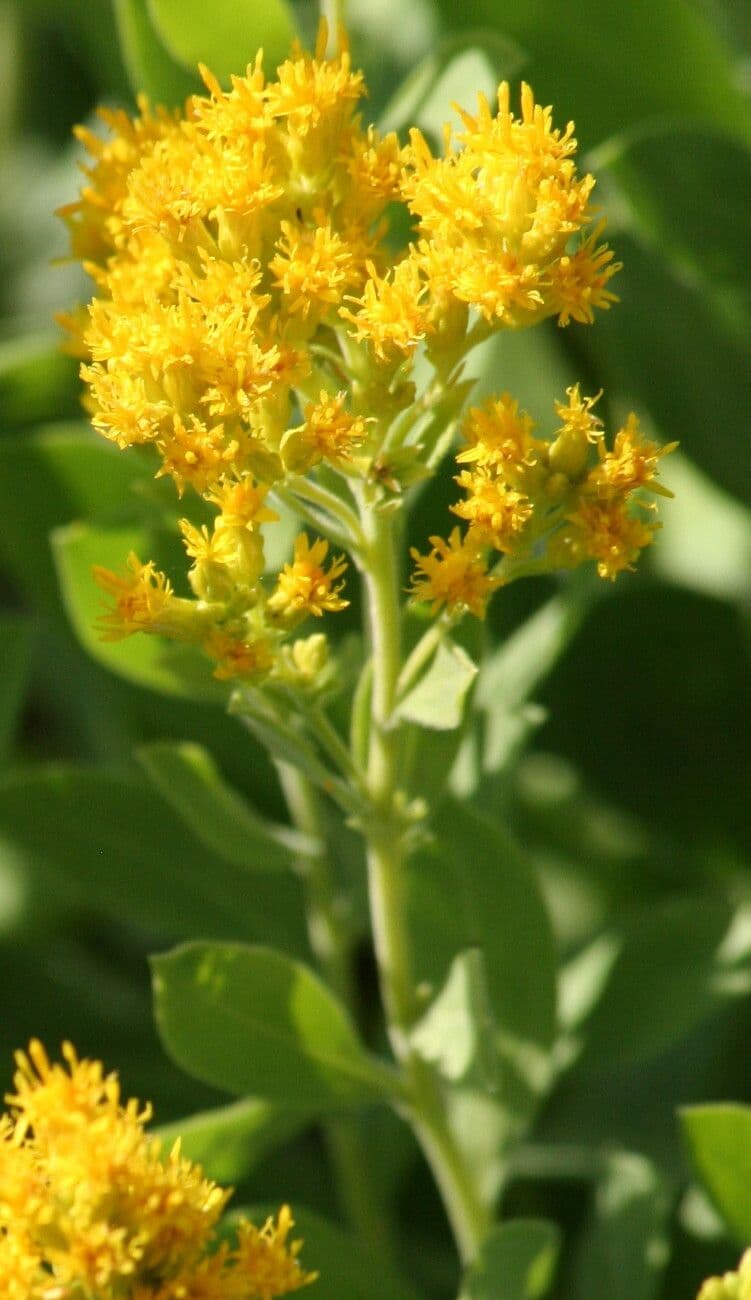 Verga d'oro morbida