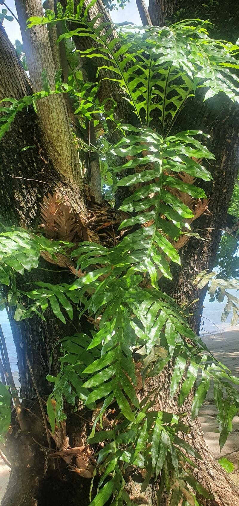 Polypode coriace 7