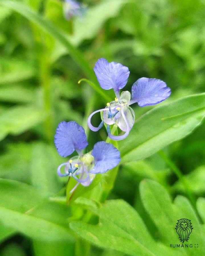 Wegerichblättrige Commelina 5