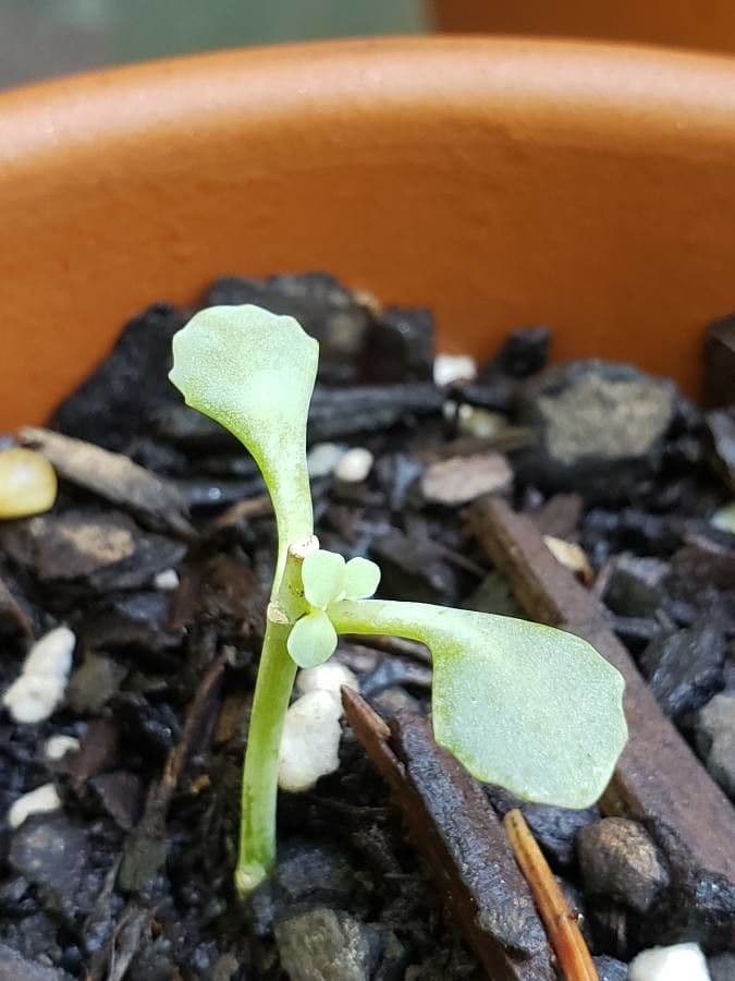 Sedum 12