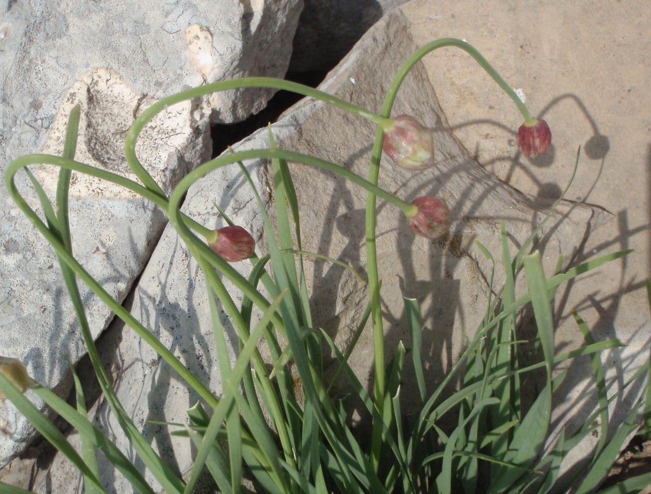 Aglio narciso 11