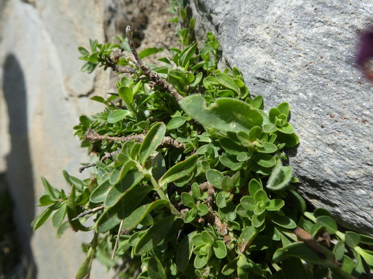 Veronica fruticulosa 11