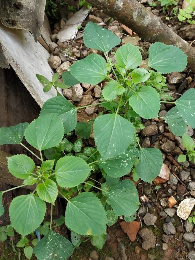 Acalypha a spiga grande 18