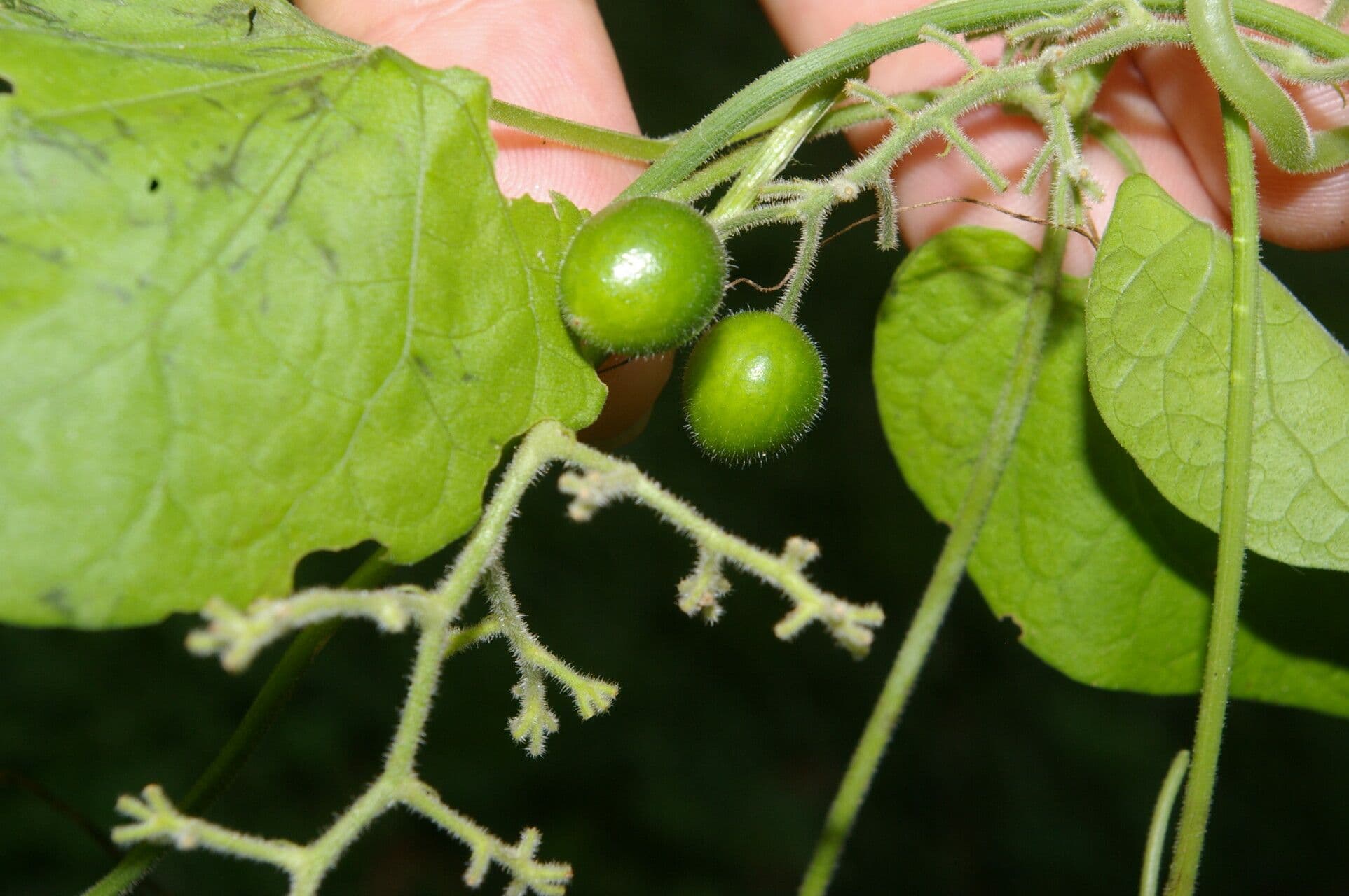 Sicydium 2
